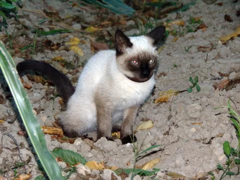 Siamese cat in the field Stock Photos