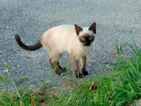 Siamese cat in the field Photos