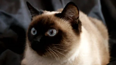 Siamese Cat Stock Footage 665406