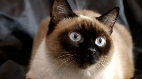 Siamese Cat Stock Footage 665416