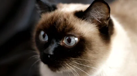 Siamese Cat Stock Footage 671309
