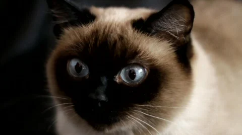 Siamese Cat Stock Footage 671330