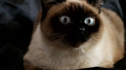 Siamese Cat Stock Footage 671332