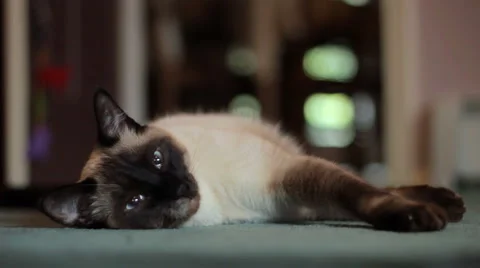 Siamese Cat Stock Footage 1107640