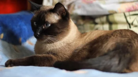 Siamese Cat Stock Footage 8675796