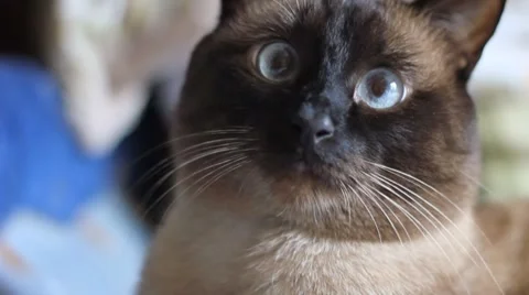 Siamese Cat Stock Footage 8676236