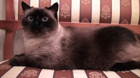 Siamese Cat Stock Footage 42743308