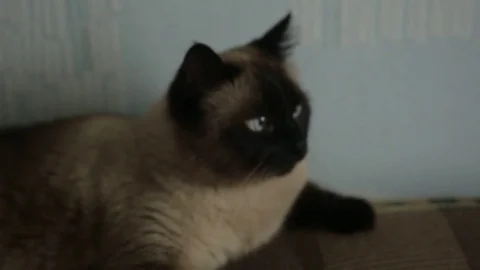 Siamese cat Stock Footage 82107383