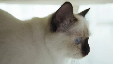 Siamese cat Stock Footage 129899770