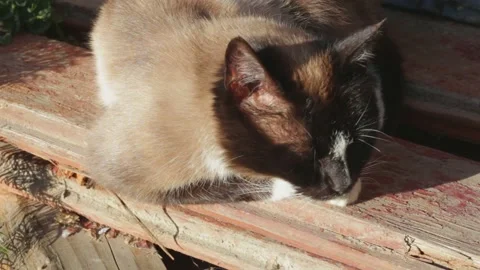 Siamese cat Stock Footage 241076401