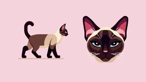 Siamese Cat in Full Glory And A Close-up View of a Siamese Cat Face, Flat Stock Illustration