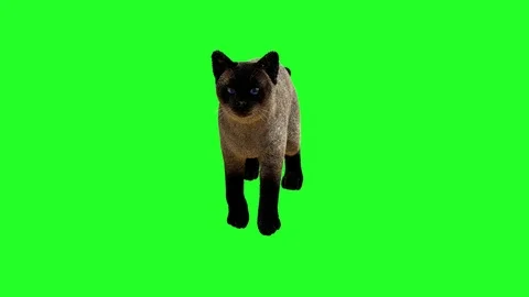 Siamese cat goes on a green background Stock Footage 84480206