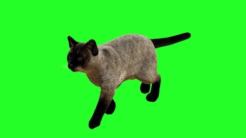 Siamese cat goes on a green background Video stock 84480229