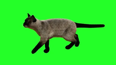 Siamese cat goes on a green background Stock Footage 84480260