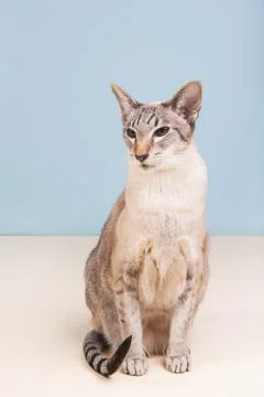 Siamese cat on gray background Foto stock