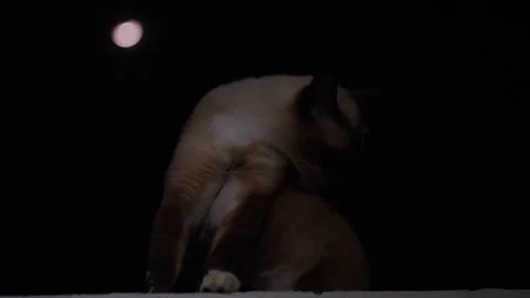 Siamese Cat Grooming Fur at Night With a Bright Moon in the Background. Pet Care Stock Footage 337498013