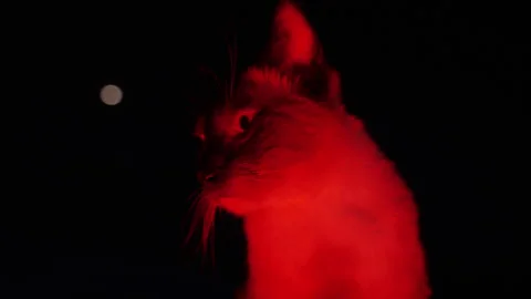 Siamese Cat Grooming Fur Under Red Light Against a Dark Night Background. Pet Ca Stock Footage 337497695