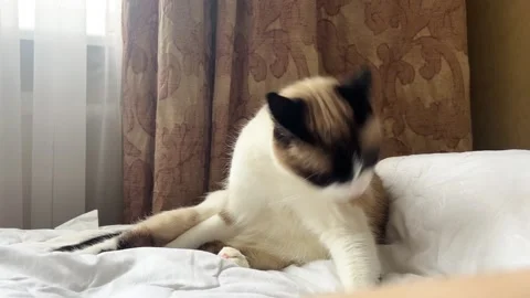 Siamese cat grooming itself while lounging on a cozy sofa Stock Footage 314712816