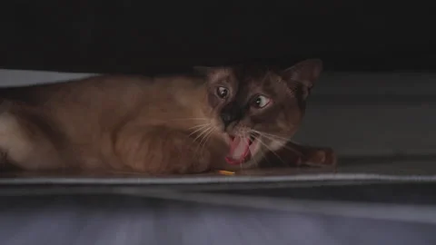 Siamese Cat Hiding Under Bed While Yawning Widely with Tongue Out and Eyes Open Stock Footage 317760789