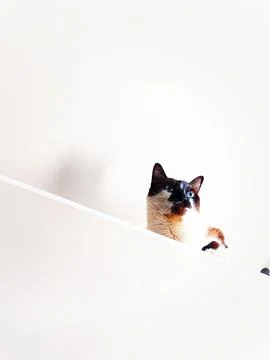 Siamese Cat on a High Shelf Stock Photos