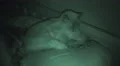 Siamese Cat Hogging Pillow In The Dark Night Vision 4k or 4k+ Resolution