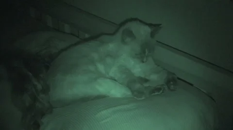 Siamese Cat Hogging Pillow In The Dark Night Vision Stock Footage 54151151