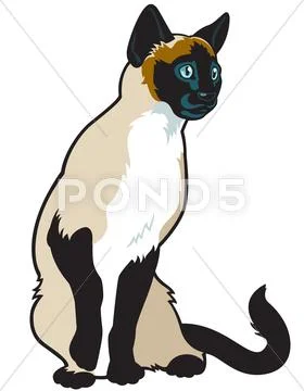 Siamese cat Stock Illustration