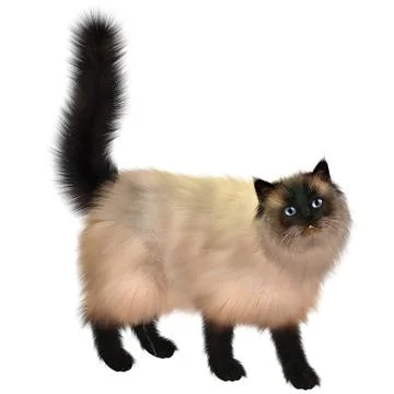 Siamese cat Stock Illustration