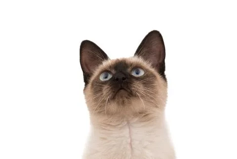 Siamese cat isolated Stock Photos