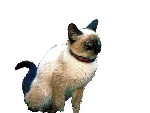 Siamese cat isolated on white background Stock Photos