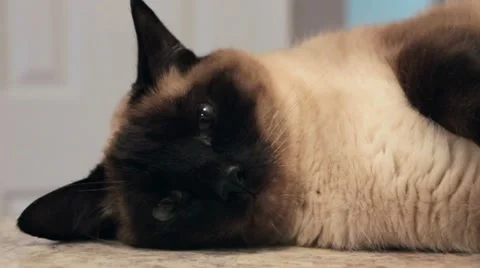 Siamese Cat Laying Down Stock Footage 11801396