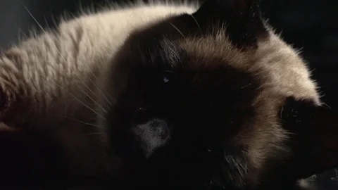 Siamese cat laying down Stock Footage 77816834