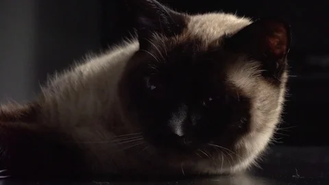 Siamese cat laying down Stock Footage