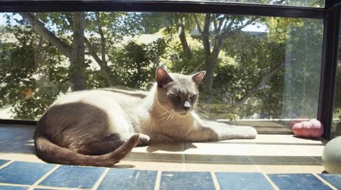 Siamese Cat Lays Down in Window Box Stock Footage 51742764