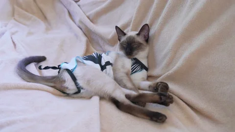 Siamese cat lays on sofa wearing recovery suit to protect wound after surgery Stock Footage