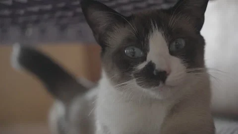 Siamese cat licks her mustache. Video stock 243040252