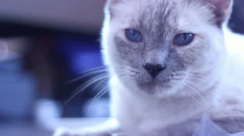 Siamese Cat Looking at Camera Video stock 11858552