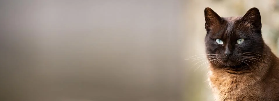 Siamese cat looking to the camera with text space Stock Photos