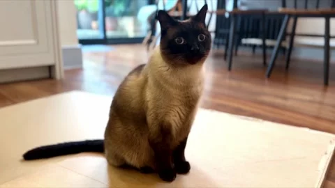 Siamese cat looking cute and adorable with begging eyes in modern home interior Stock Footage 337424843