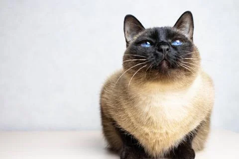 Siamese cat looking up on the white background, blue eyes 스톡 사진