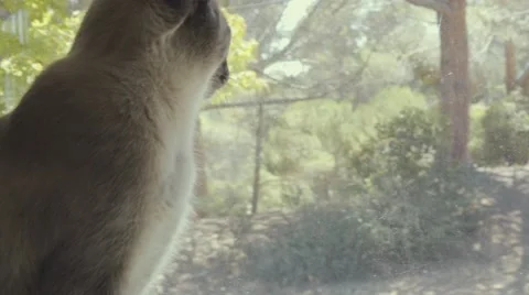 Siamese Cat Looks Out Window Stock Footage 51742635