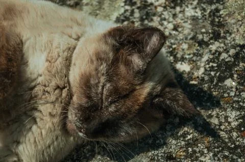 Siamese cat lying asleep on stone parapet Stockfoto's