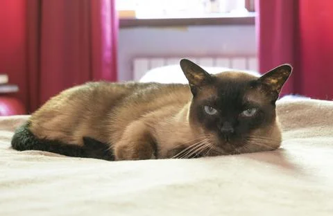 Siamese cat lying on the bed Stock Photos