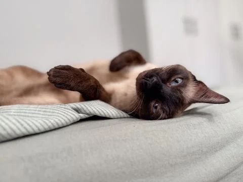 A siamese cat lying on a bed. Rest, comfort, and companionship represent home Stock Photos
