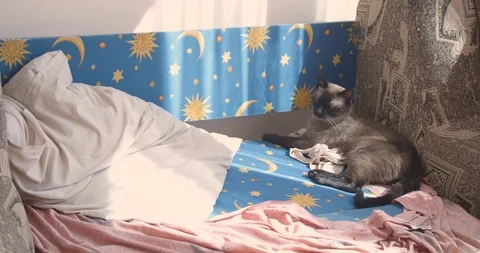 Siamese cat lying in a bed in sunlight looking at the camera. Disheveled bed. Stock Footage 126833433