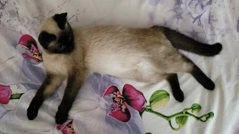 A Siamese cat is lying on the couch Stock Footage 311317112