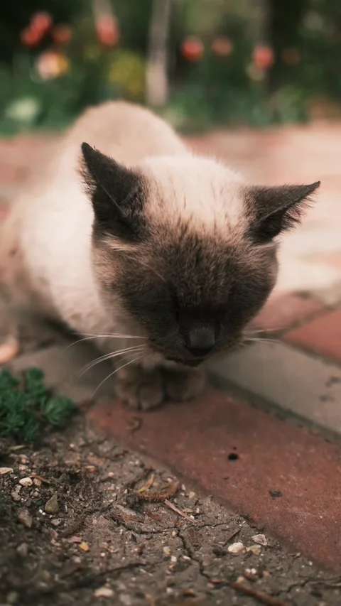 Siamese cat lying on garden ground with shallow depth of field and soft natural Stock Footage 325738157