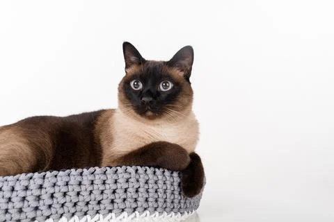 Siamese Cat lying in the handmade basket. White background Stock Photos