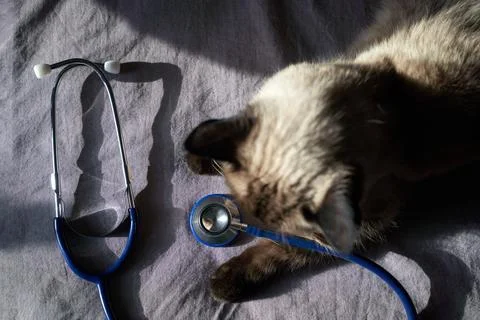 Siamese cat lying next to blue stethoscope on gray fabric in sunlight 写真素材