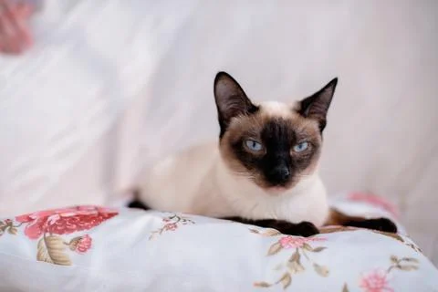 Siamese cat lying Stock Photos